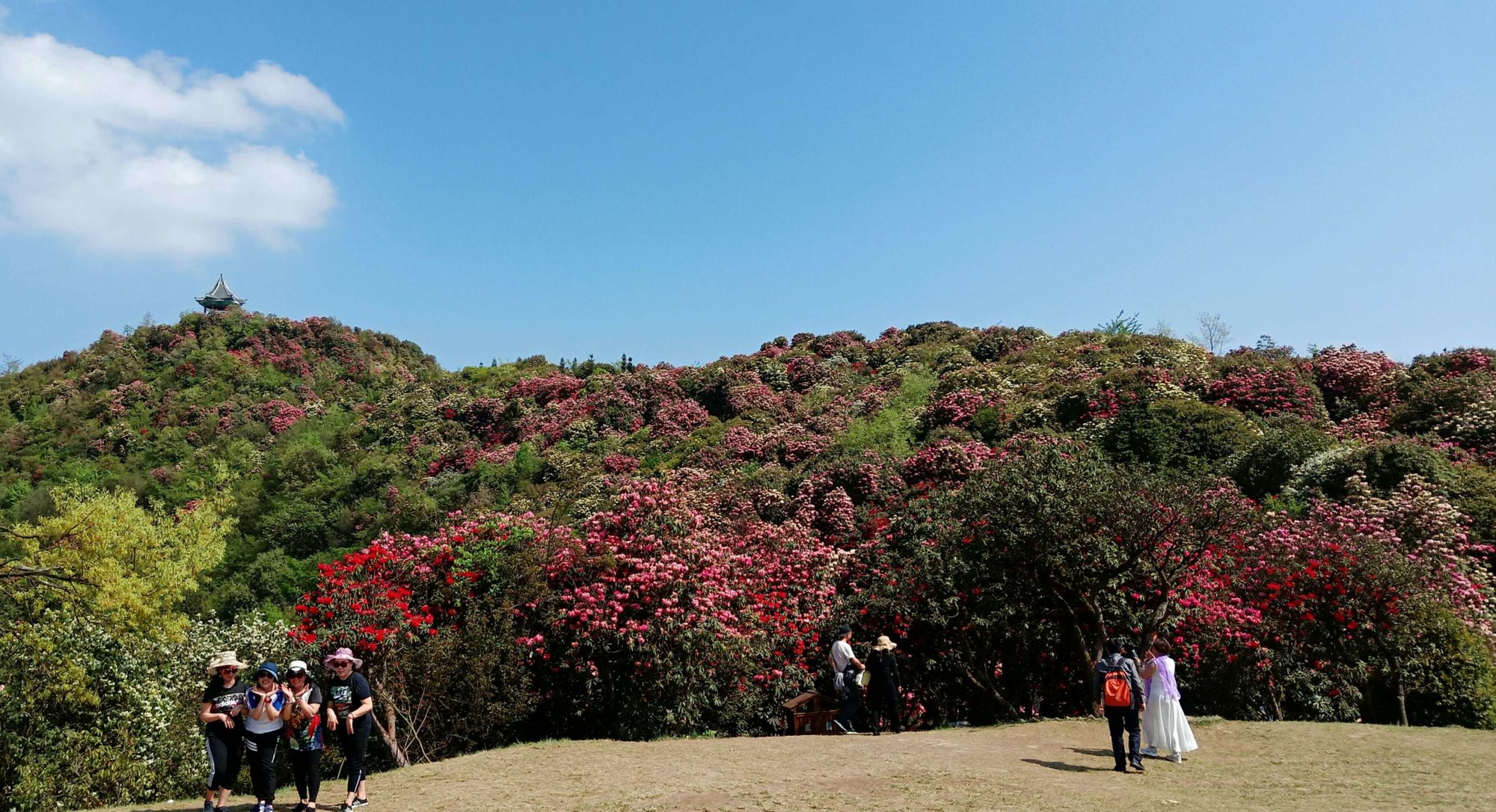 毕节百里杜鹃花海奇观，最新探秘美不胜收