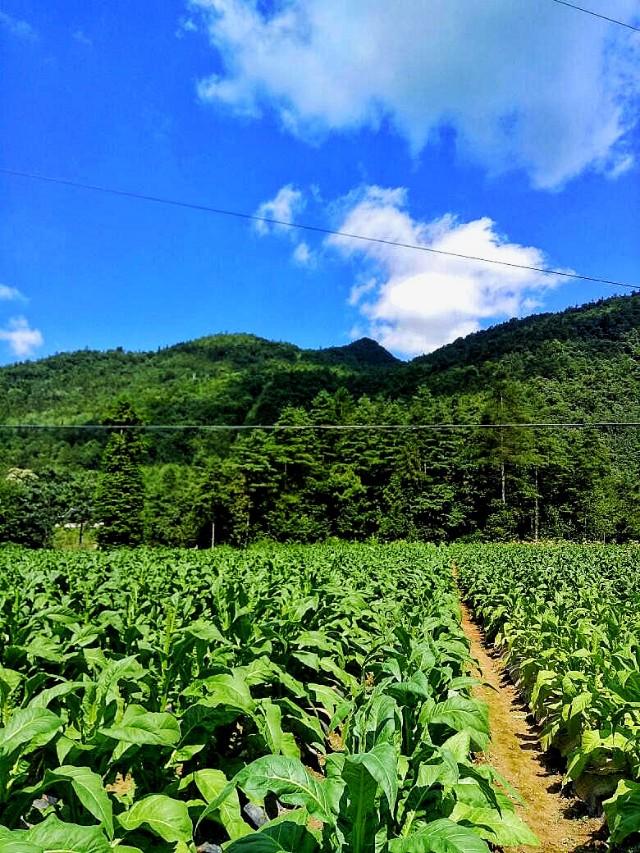 醉地最新地址，未知艺术之境的探险启程