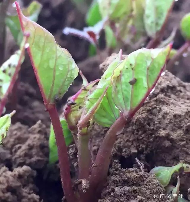 最新薯苗种植技术、优势及广阔应用前景探讨